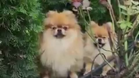 Funny puppy dog video