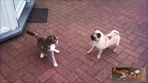 Cats And Dogs Funniest video