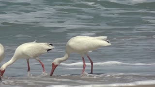 Ocean birds on the beach