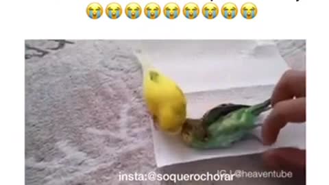 Video mais lindo que vc vai ve agora