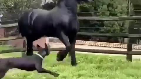Funny Friesian horse chasing dog