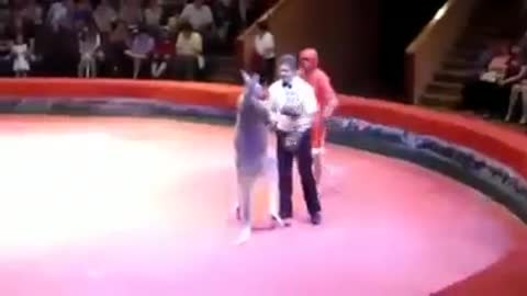 Human Fight Kangaroo With Fists | See What Happens