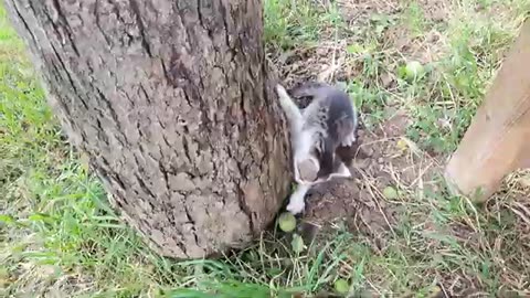 Little kittens climb the tree 😂 Funny kittens are playing.