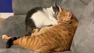 Kitty Doesn't Feel Like Cuddling