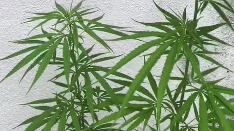 cannabis sri lanaka