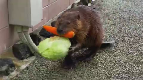 Funny beaver brings carrots and cabbage to his home