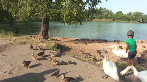 Luodong Feeds Ducks At The Lake And Walks Around Park