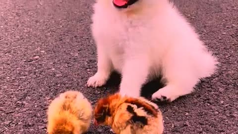 So cute animals #Animals #dog #cat #duck #monkey #adoremonkey #Monkey Animals15