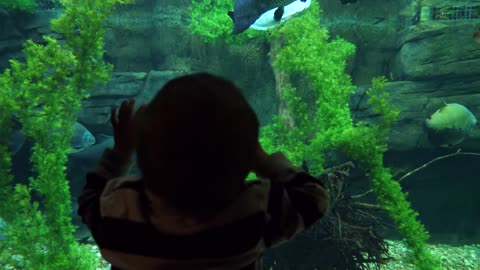A Cute Toddler Watching Large Fish Swim In Aquarium Water Tank