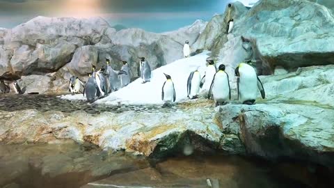 The Penguins 🐧