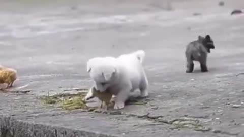 CUTE PUPPY jugando con pollito