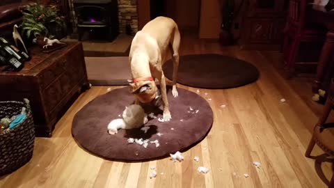 Busted! Great Dane gutting teddy bear