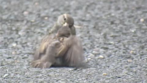 Harrassed momma bird tries to keep up