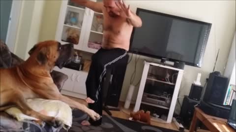 Rosco the great dane, and his human playing