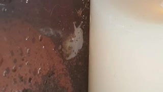 Tiny snail mesmerized by fake candle