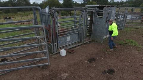 60 - Breeding Droughtmaster Calf's the last 6 calves get 7in1 Vax 22 08 2022