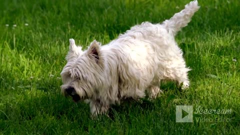 Cute and Funny Dog Videos Compilation ll Dot Dot Desh