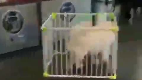 Dogs in cages are funny