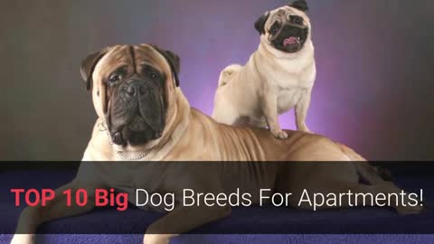 Top 10 Best Large Dog Breeds