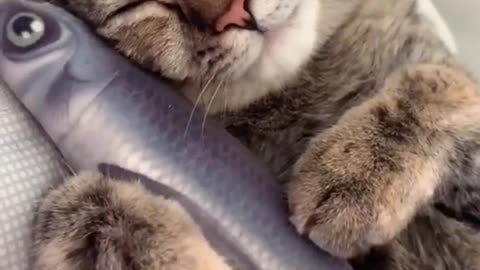 Cat sleeping with fish funny scene