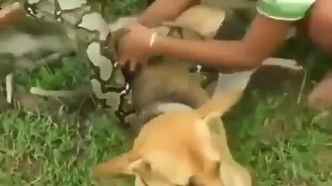Rescue a dog wrapped around a huge snake!