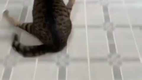 Just another day sliding Follow for more cat content! --Credit-