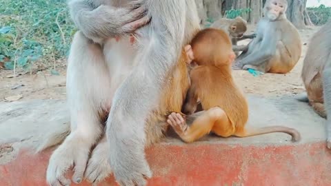 Hungry baby monkey trying milk your mother / cute baby