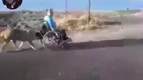 the dog helps its owner to push the wheelchair
