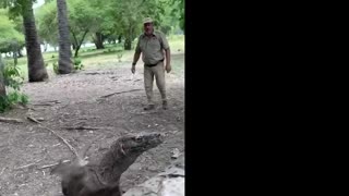 Wild Aggressive Komodo Dragon! 😱🦎