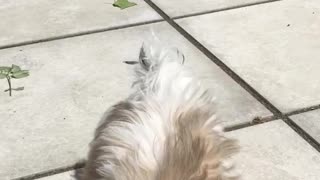 White dog bowtie stands back legs to grab treat