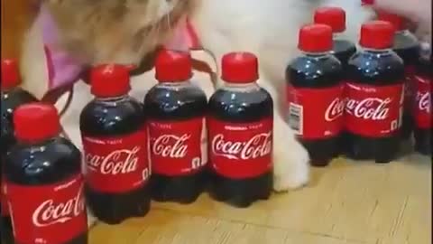 Adorable Cat VS Coke Funny scene