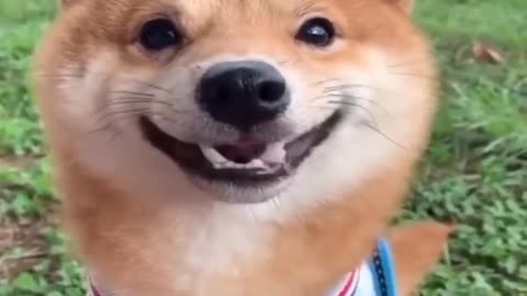 A Dog Smiles