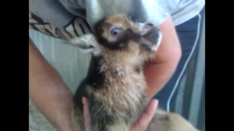 Baby Goat Screams Like A Human Man