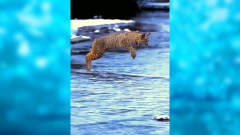 Tiger Pub Jump Animal Video Clips Amazing Footage