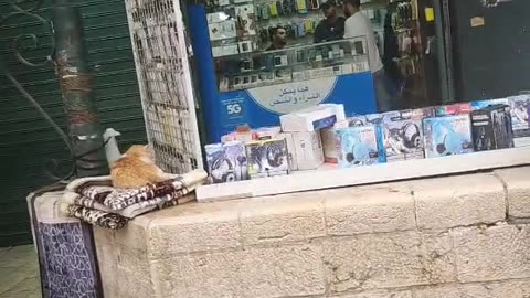 Series1: Jerusalem cats Day10 (Vid3/12)