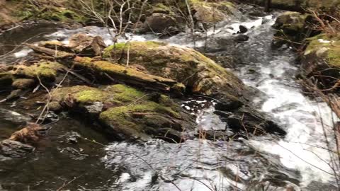 Thimbleberry Lake Trail Seven