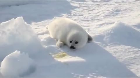 Baby Snow White Seal Looking For her Mother ^^'