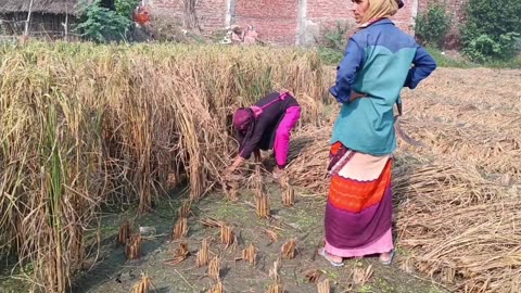 How poor people work and work perfectly in the rural areas of India in Uttar Pradesh Bharat 2024