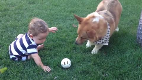corgi playing ball with a small child