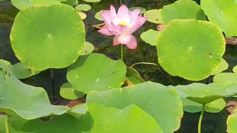 A little red in the green bushes, this lotus is very beautiful