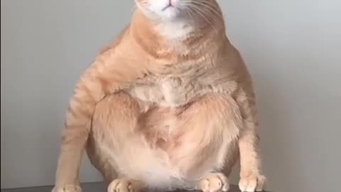 cat sits like people