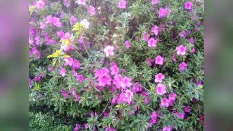 Stop and smell the flowers