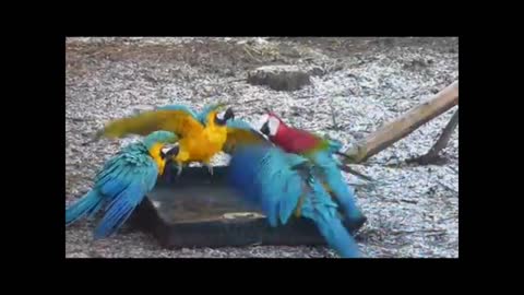 macaw parrot having fun drinking water