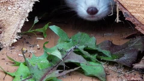 Adorable Alaskan Ermine Says Hello