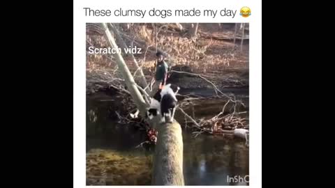 new Funny Dog (clumsy) fails