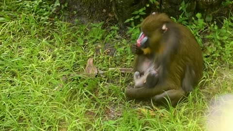 Video Bebé mandril en Walt Disney World