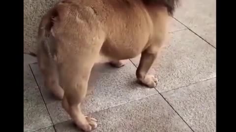 🤣🐶 funny dog video 🤣🦁