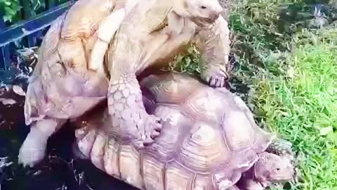 Tirtoises Romance new video |Funny turtle cute video 2021