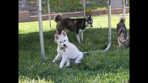 Alaskan Klee Kai - Funny Mini Husky dog videos