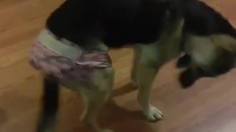 Dog Rips Diaper off Perfectly 😎